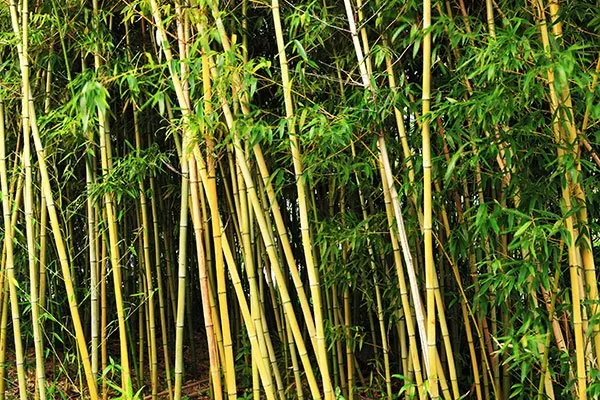 Bamboo Removal
