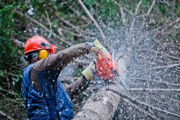 Tree worker in a helmet cutting through a log with sawdust flying