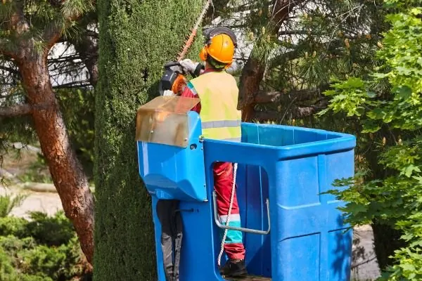Tree Lopping