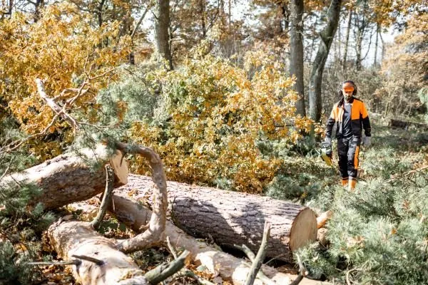 Tree Removal