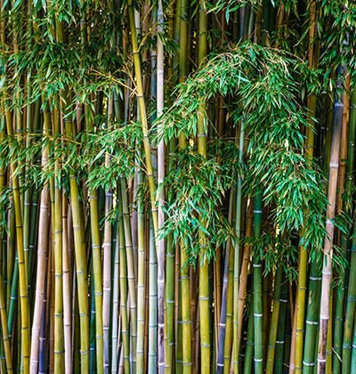 1asian-bamboo-forest-natural-background-2023-11-27-04-50-20-utc