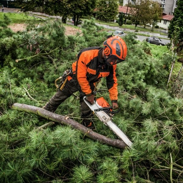 Best tree lopping Midland