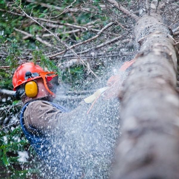 Emergency tree removals Midland