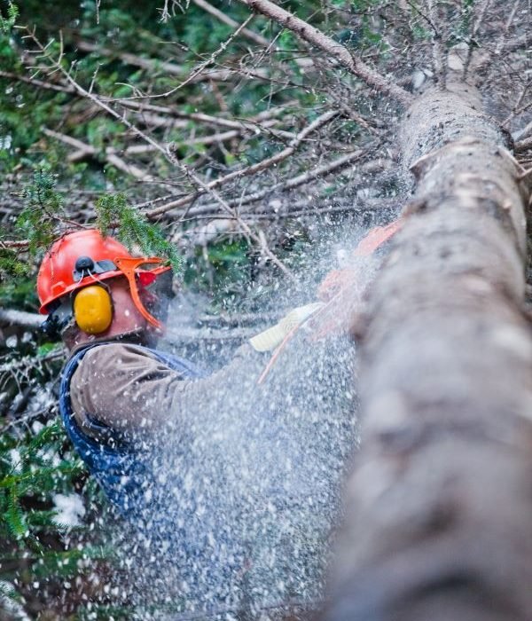 Emergency tree removals Midland